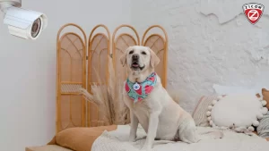 Enhancing-Pet-Safety-with-AI-Cameras_-Your-Furry-Friends-Watchful-Guardian